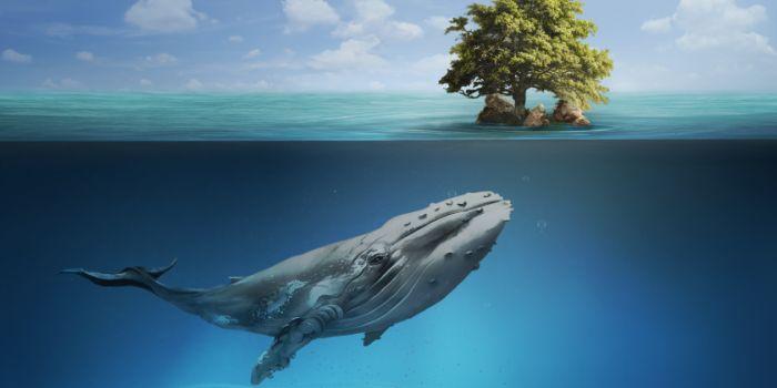 Balena e albero
